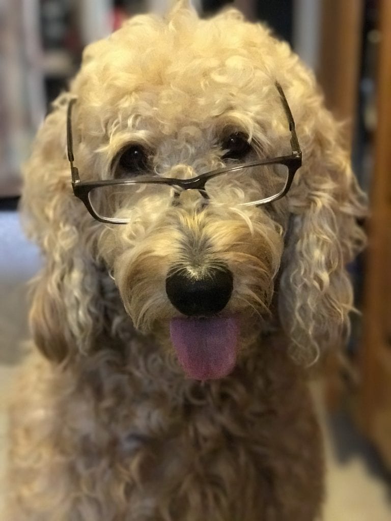 Author Picture of Apple the Golden Doodle