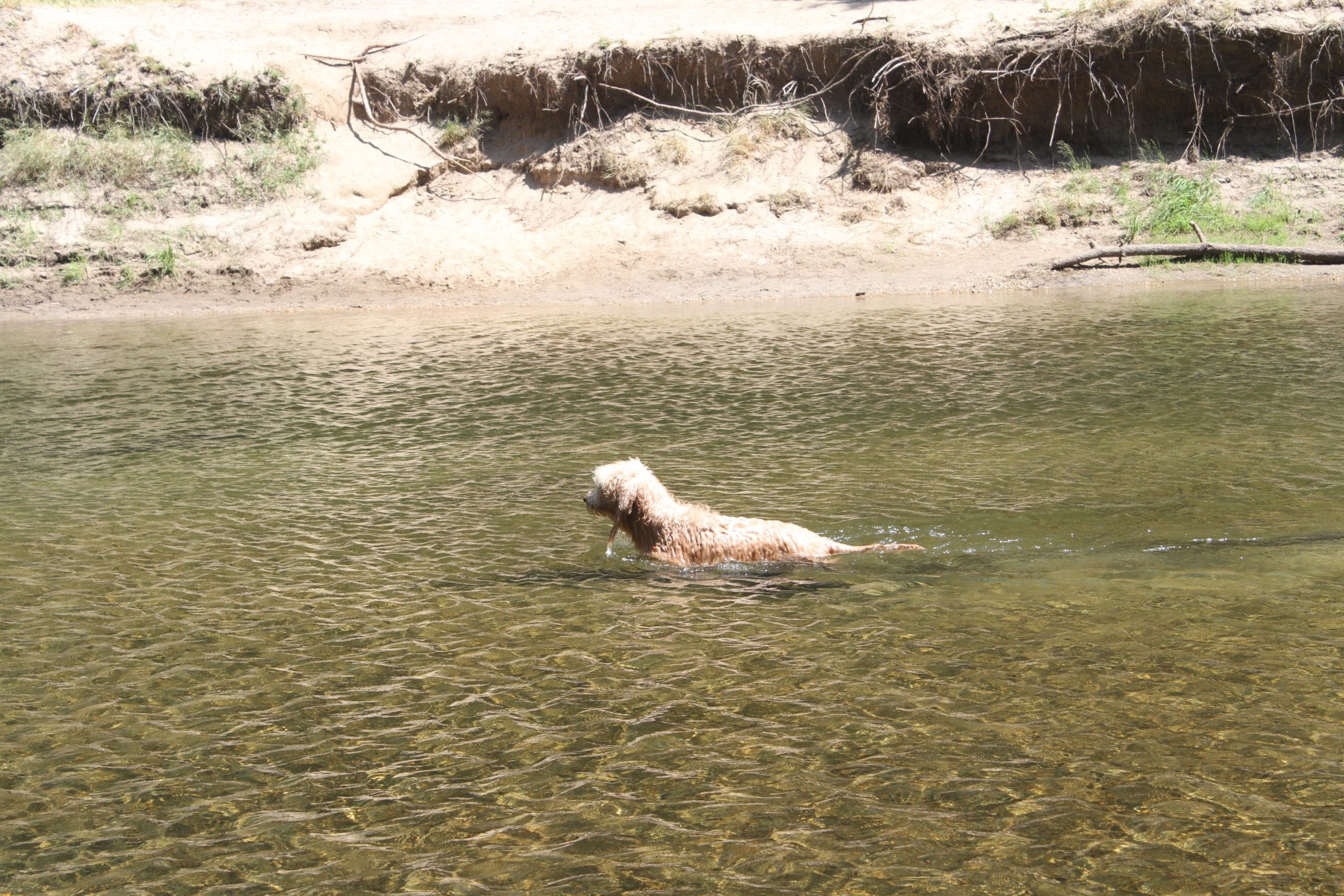 picture of yosemite lake of a goldendoodle swimming