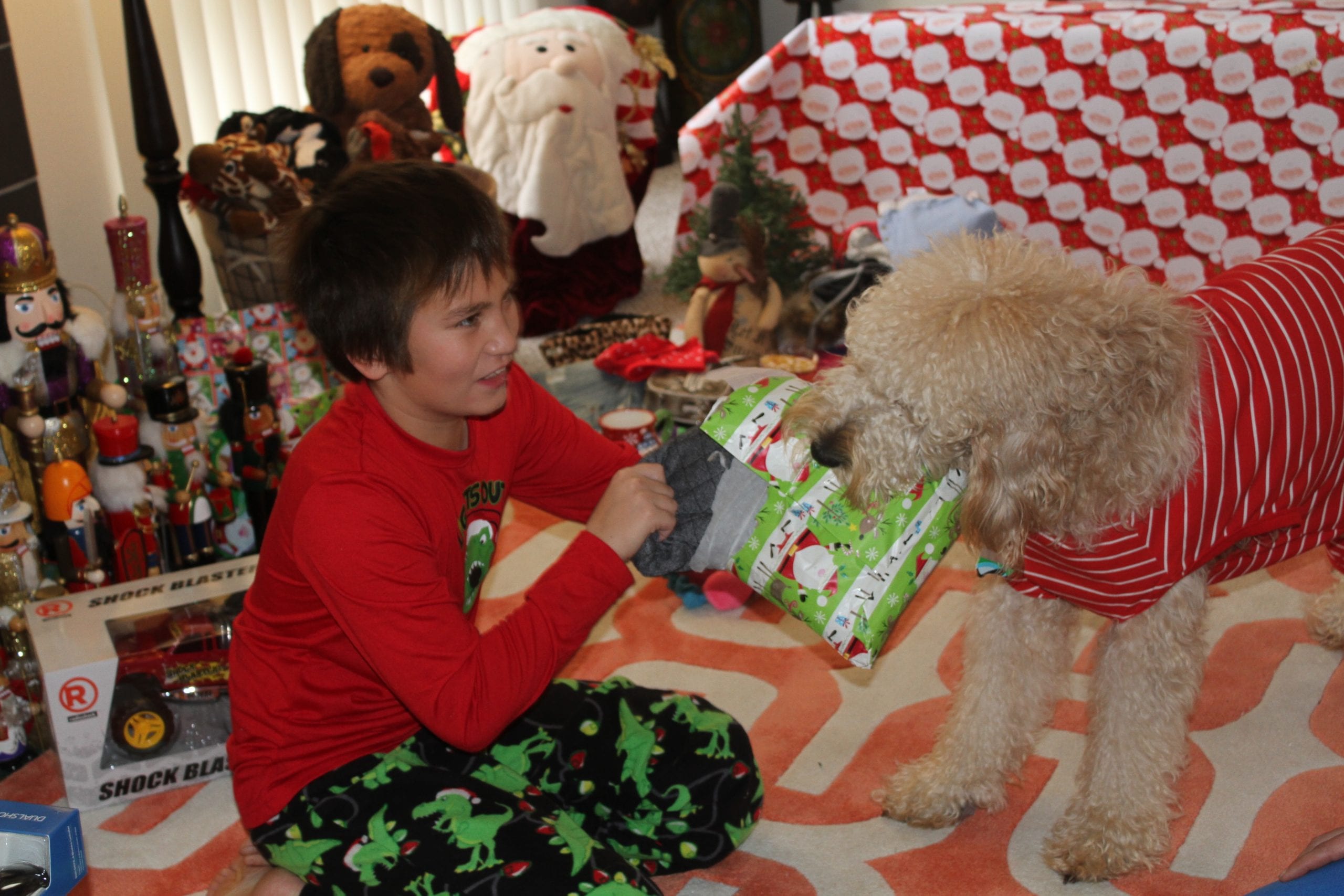 picture of apple the golden doodle and Liam at unwrapping presents