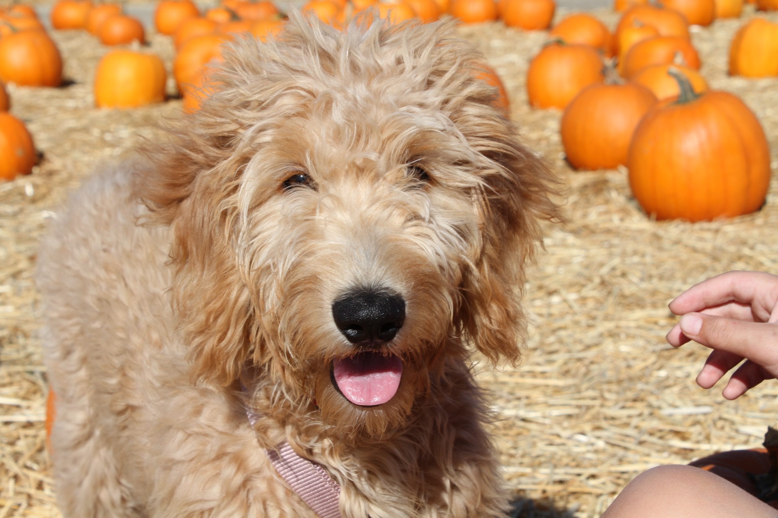 picture of apple the golden doodle at a pumpkin patch